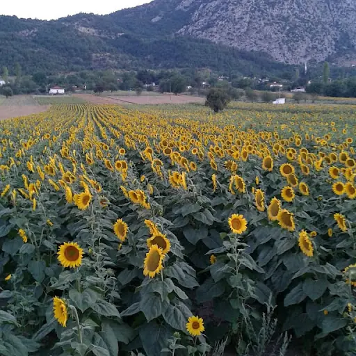 Bedriye Berber Engin fotoğraf 1